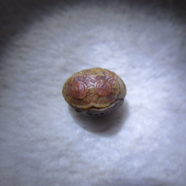 tiny gobi desert eye agate natural collectible rough stone specimen (m255)