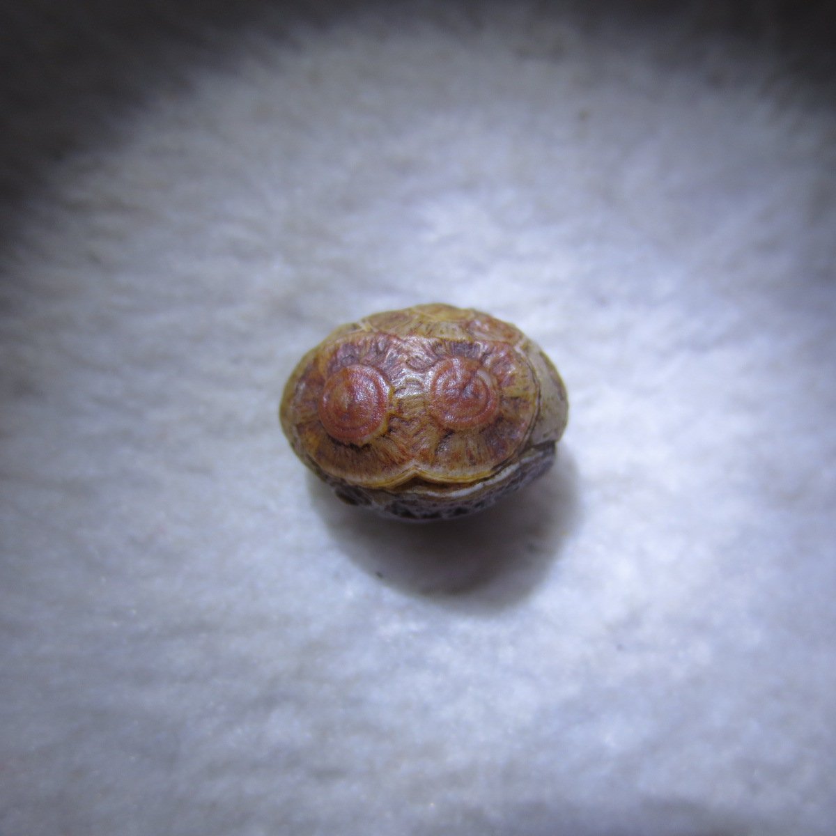 tiny gobi desert eye agate natural collectible rough stone specimen (m255)