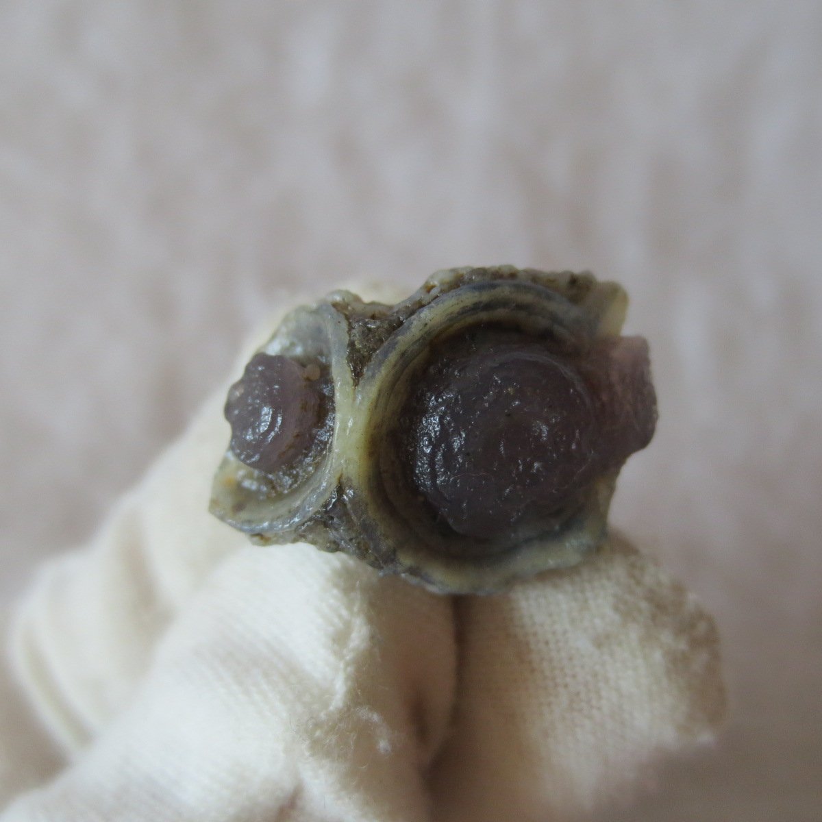 tiny gobi desert eye agate natural collectible rough stone specimen (m257)