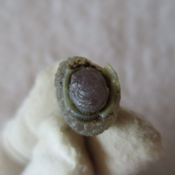 tiny gobi desert eye agate natural collectible rough stone specimen (m258) (copy)