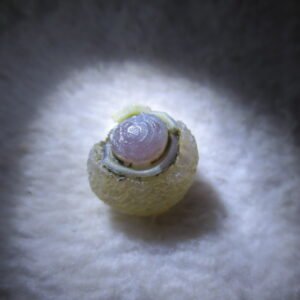 tiny gobi desert eye agate natural collectible rough stone specimen (m258) (copy)