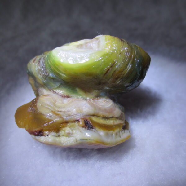 natural gobi eye stone，raw oracle eye agate，collectible crystal specimen (m101)