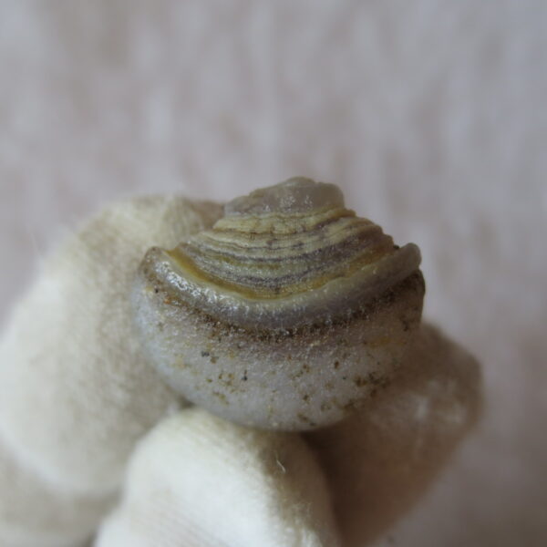 tiny gobi desert eye agate natural collectible rough stone specimen (m263) (copy)