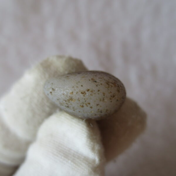 tiny gobi desert eye agate natural collectible rough stone specimen (m263) (copy)