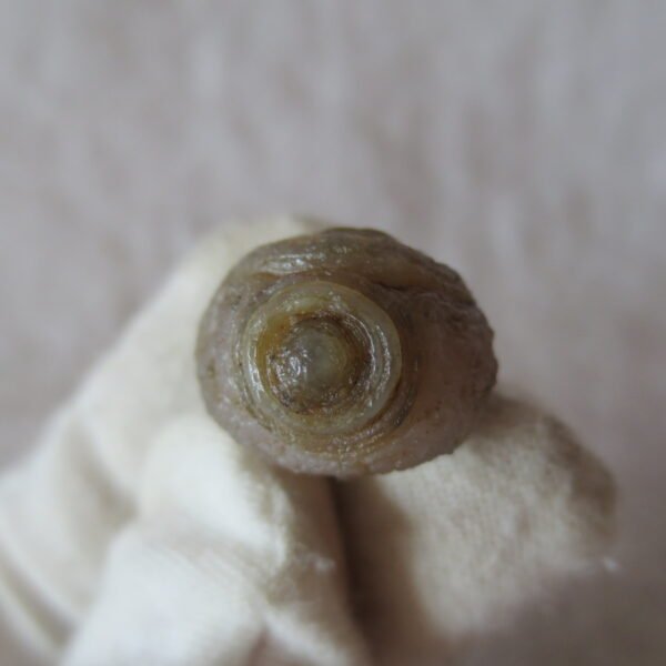 tiny gobi desert eye agate natural collectible rough stone specimen (m270) (copy)