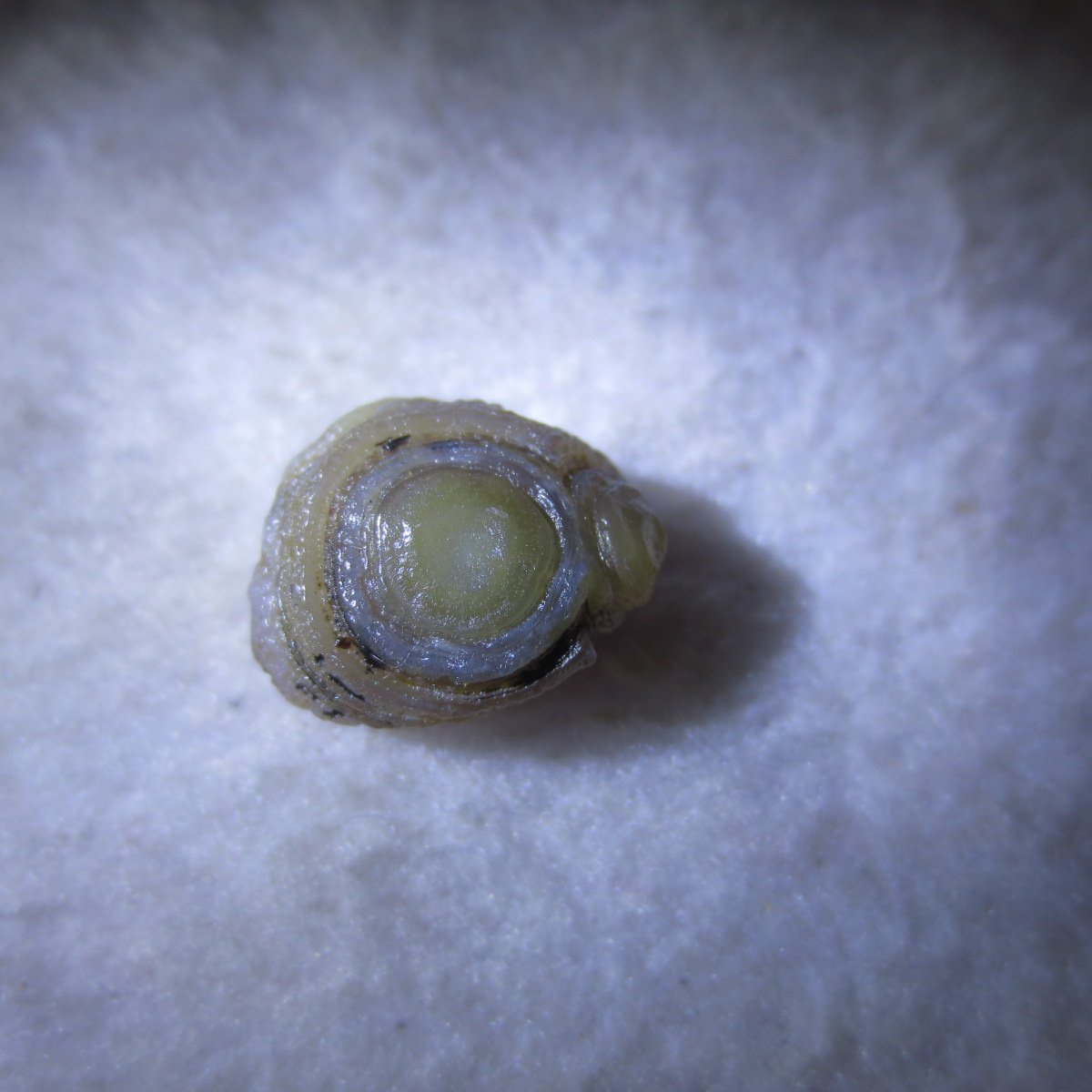 tiny gobi desert eye agate natural collectible rough stone specimen (m270) (copy)