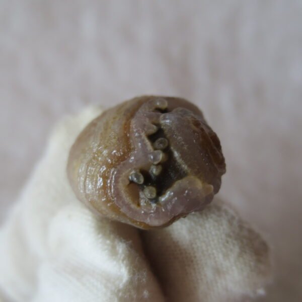 tiny gobi desert eye agate natural collectible rough stone specimen (m272)
