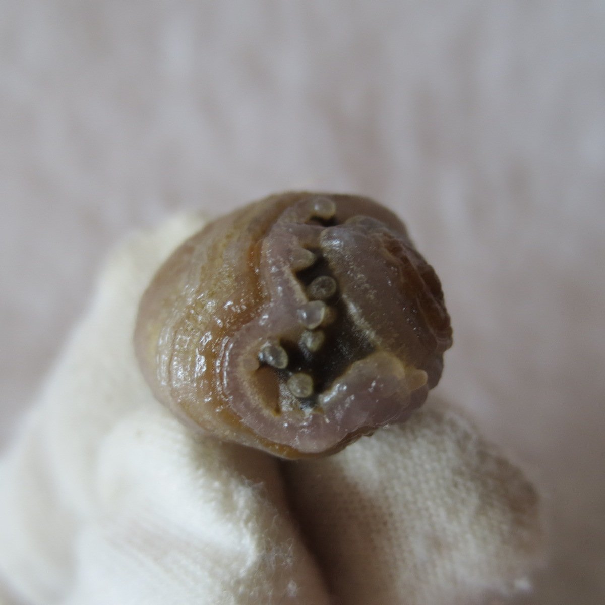 tiny gobi desert eye agate natural collectible rough stone specimen (m272)