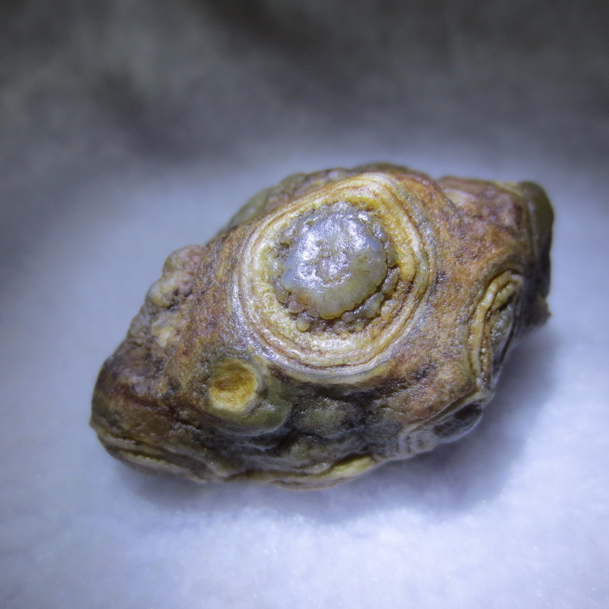natural gobi eye stone，raw oracle eye agate，collectible crystal specimen (m112)