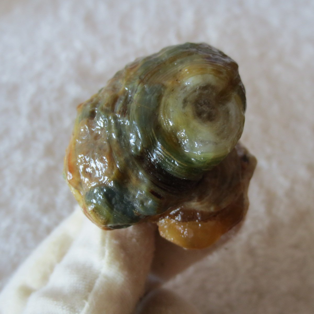 natural gobi eye stone，raw oracle eye agate，collectible crystal specimen (m101)